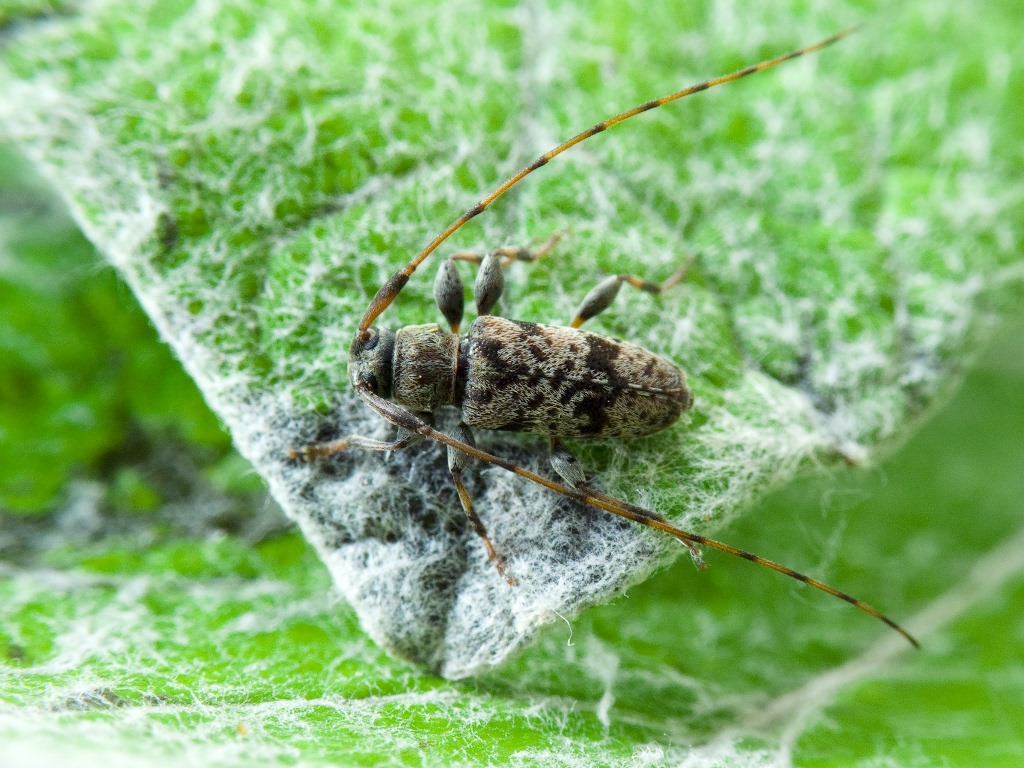Leiopus femoratus Fairmaire, 1859
